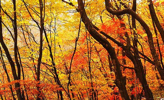 女孩的名字大全文雅有氣質(zhì):取名方法和思路