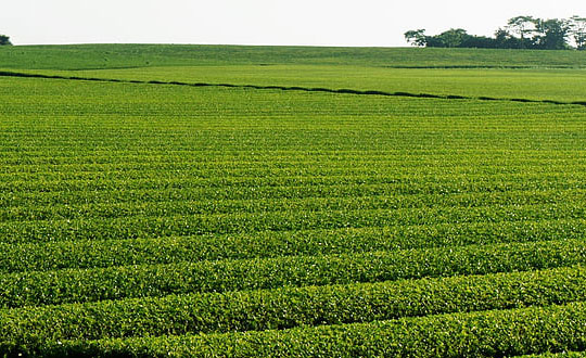 小孩起名字大全女孩洋氣有寓意:唯美經(jīng)典