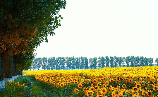 寶寶起名取名,好聽的女孩子的名字