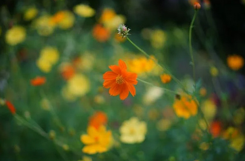 網(wǎng)名丨好聽不厭的情侶網(wǎng)名