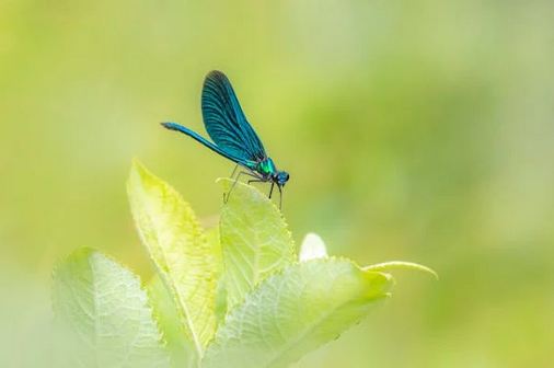 微信昵稱微信網名ID2個字女專用2025年新款