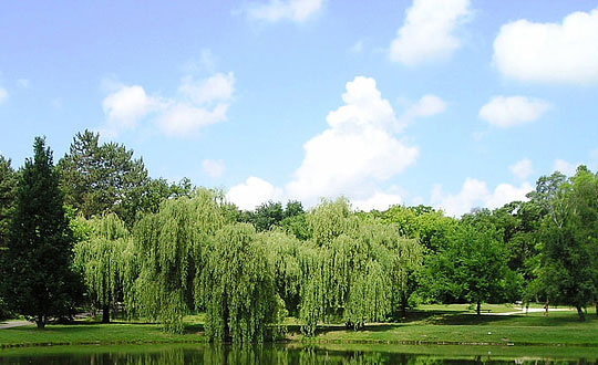 顧姓字輩起名,顧姓家譜取名